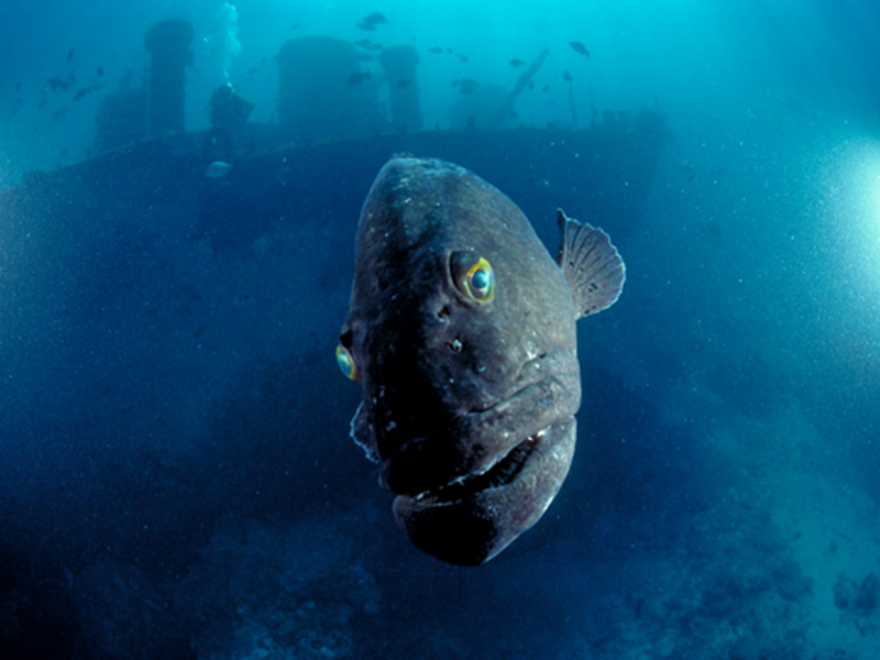 Глубоководная рыба Marine Hatchetfish