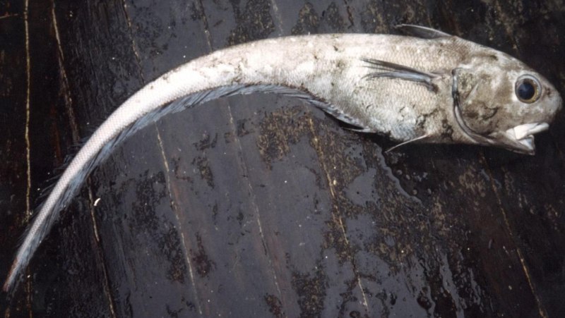 Cusk eel