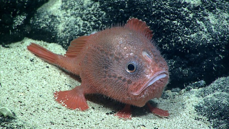 Морской СЛИЗЕНЬ Pseudoliparis swirei