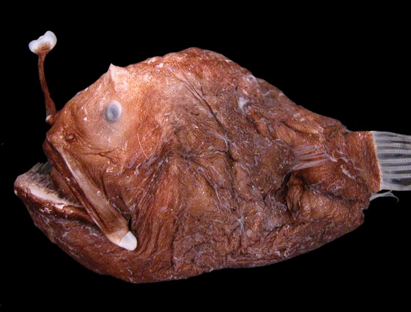 Cryptotora thamicola