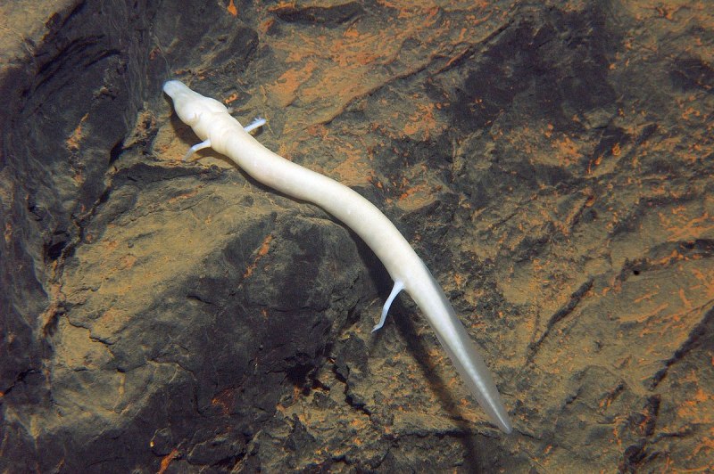 Флора и фауна белого моря