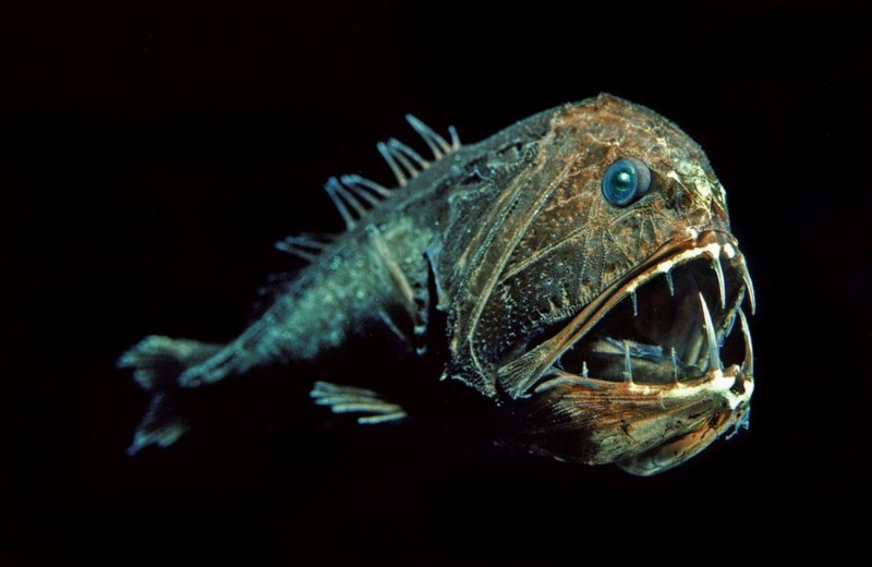 Lophius piscatorius