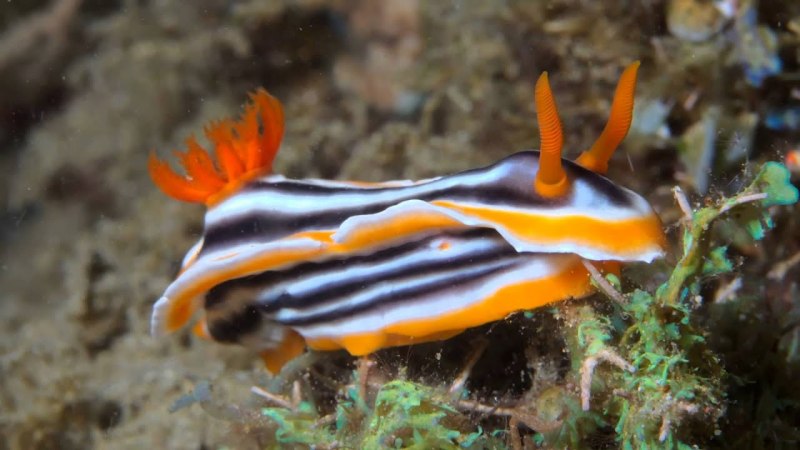 Морской СЛИЗЕНЬ В Марианской впадине