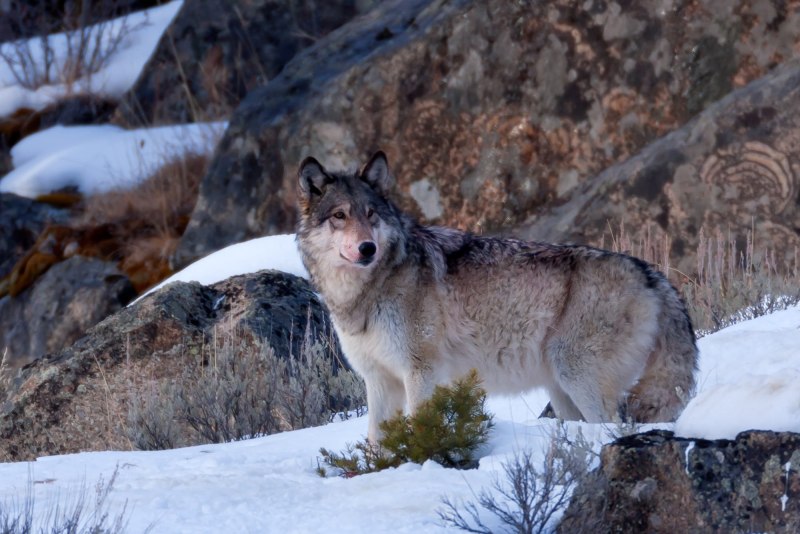 Волк canis Lupus