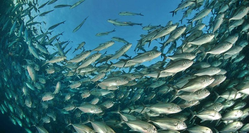 Сельдь рыба Охотское море