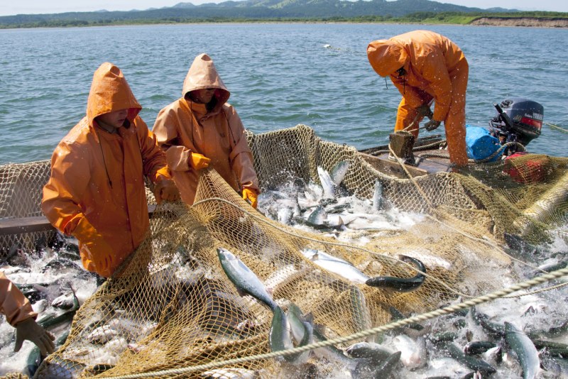 Мойва Охотское море