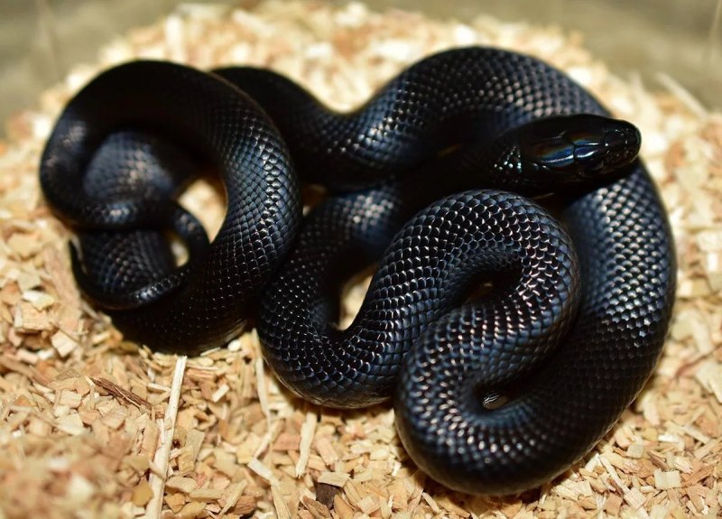 Королевская змея (Lampropeltis)