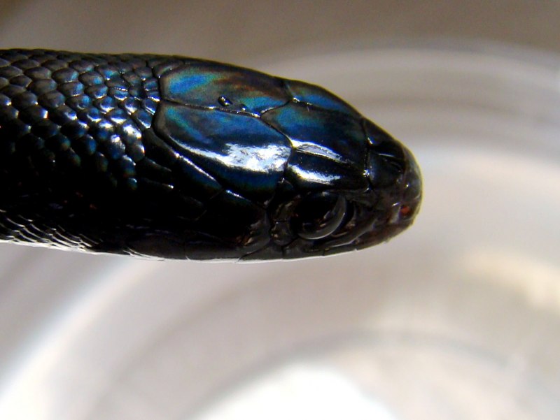 Lampropeltis Triangulum
