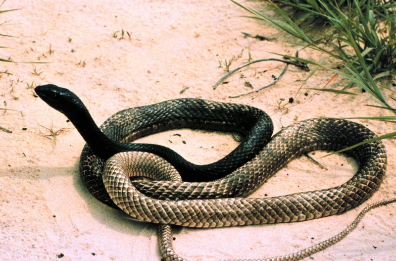 Королевская змея Горная (Lampropeltis pyromelana)