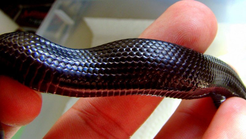 Lampropeltis getula Nigrita Mexican Black Kingsnake