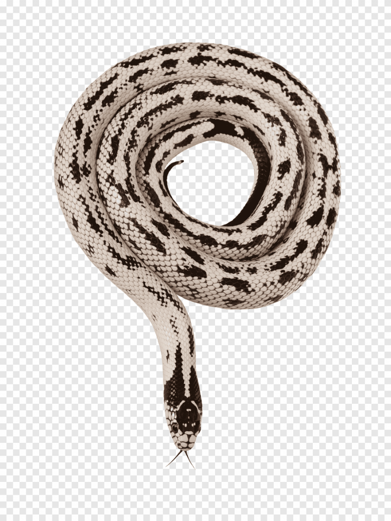 Thamnophis sirtalis