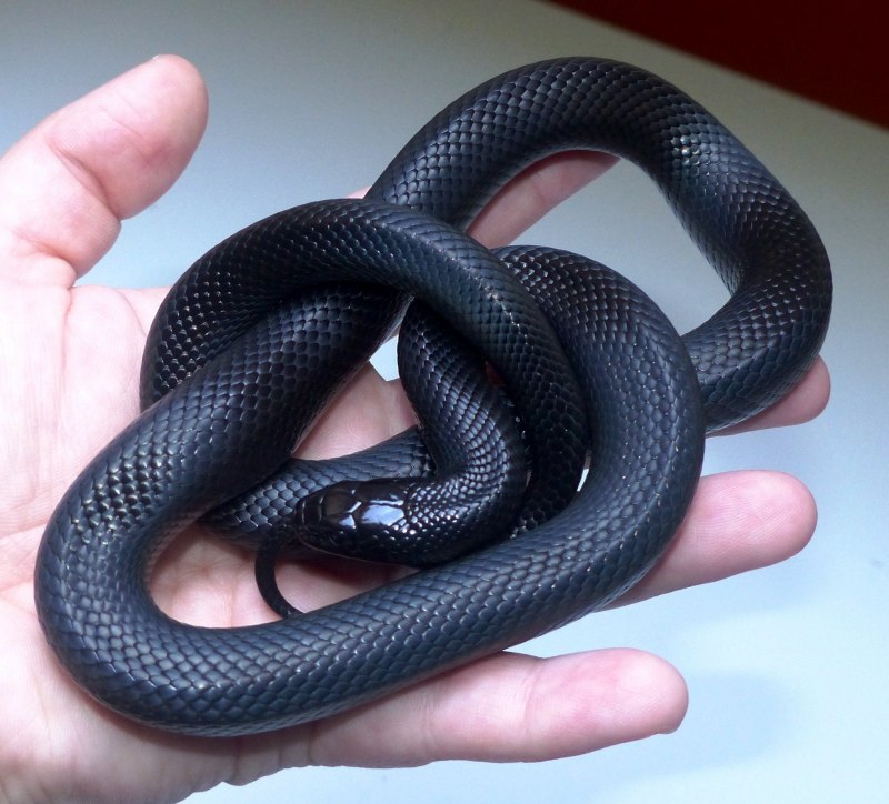 Crotalus polystictus
