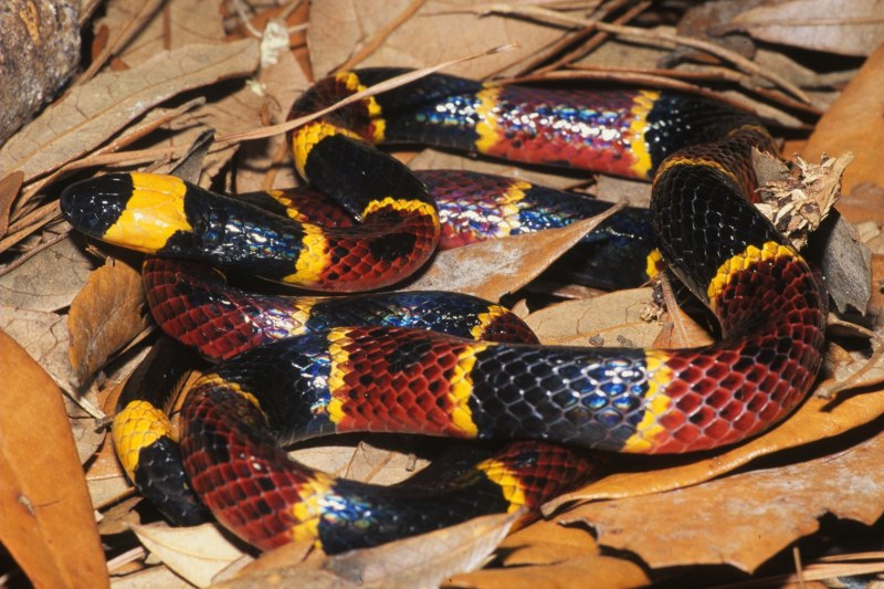 Thamnophis sauritus подвязочная змея