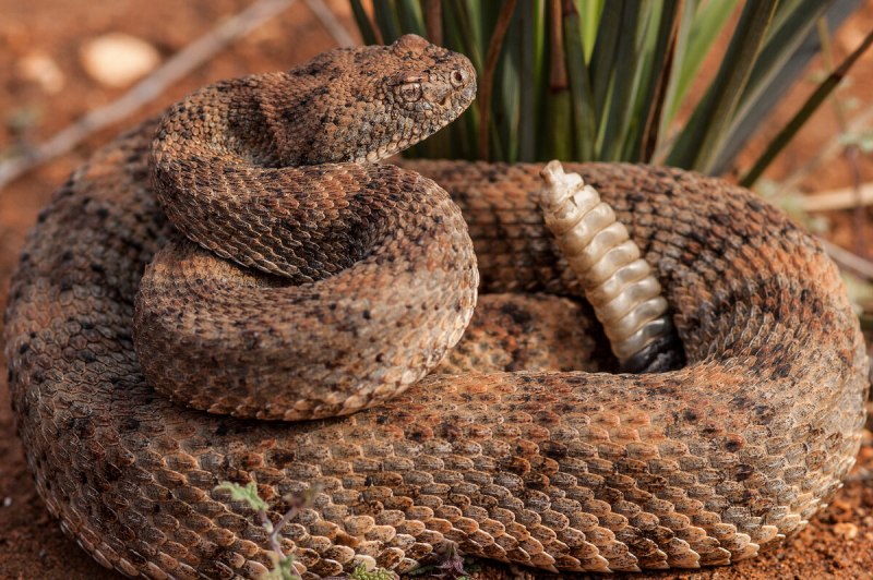 Crotalus cerastes — рогатый гремучник