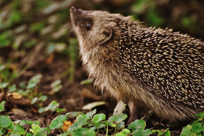 Ошейниковый ёж (Hemiechinus collaris)