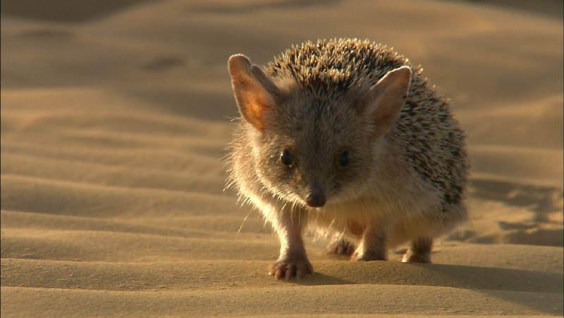 Еж Ушастый Hemiechinus auritus