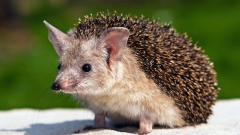 Ошейниковый ёж (Hemiechinus collaris)