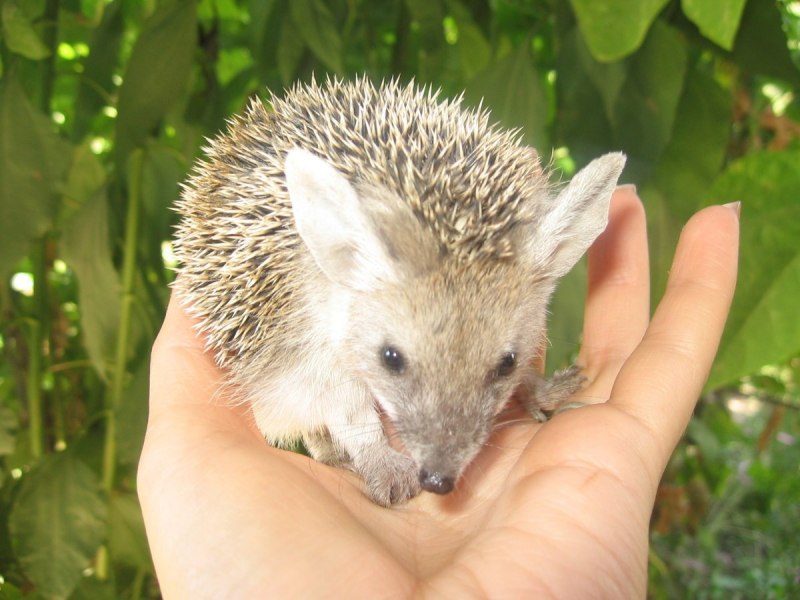 Еж Ушастый Hemiechinus auritus