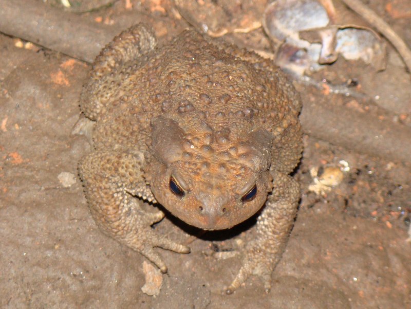 Кавказская жаба Bufo verrucosissimus