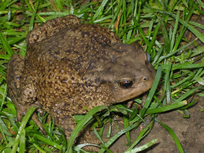 Кавказская жаба Bufo verrucosissimus