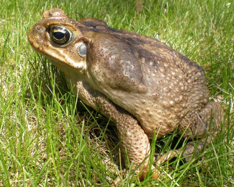 Кавказская жаба Bufo verrucosissimus
