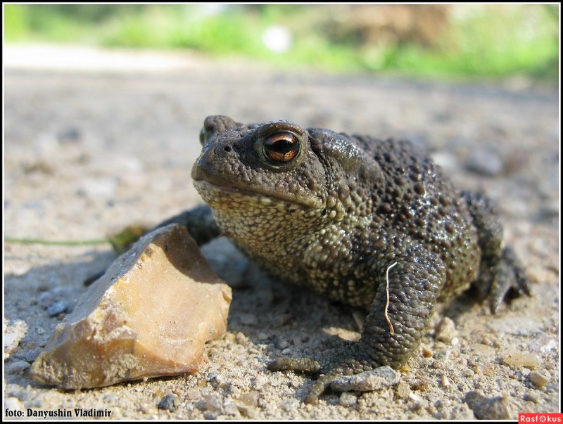Кавказская жаба Bufo verrucosissimus