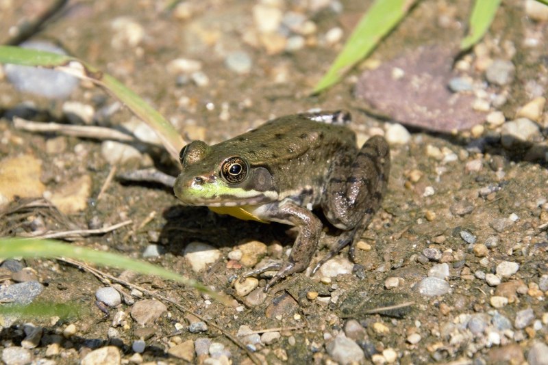 Жаба Bufo variabilis