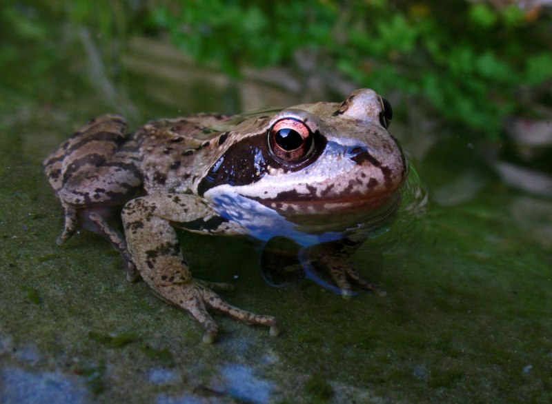 Rana macrocnemis