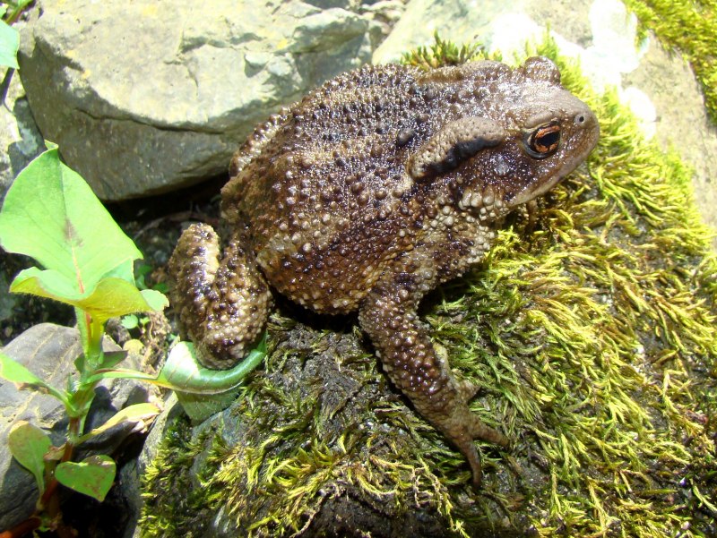 Кавказская жаба Bufo verrucosissimus