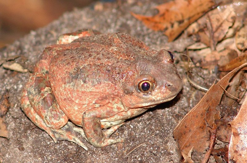 Bufo superciliaris
