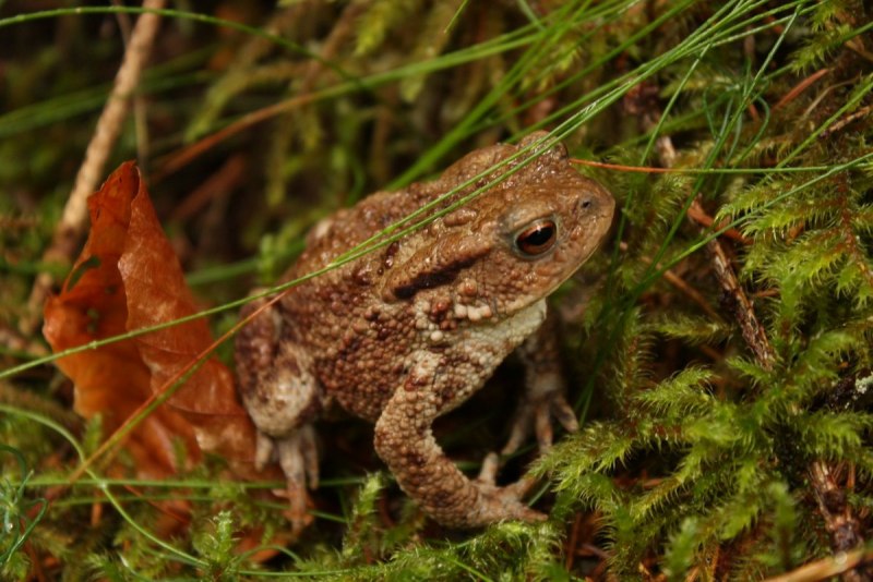 Жаба Bufo superciliaris