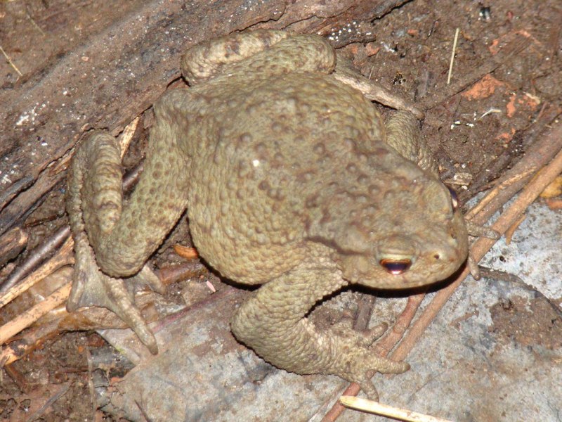 Кавказская жаба Bufo verrucosissimus