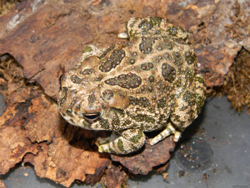 Кавказская крестовка (Pelodytes caucasicus)