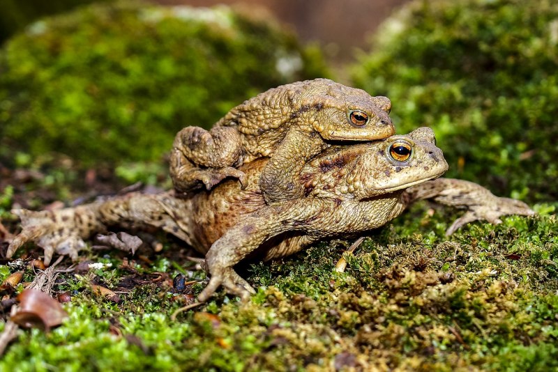 (Bufo viridis жаба