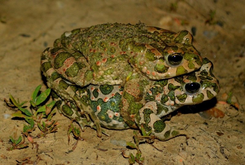 Бурая жаба Bufo guttata