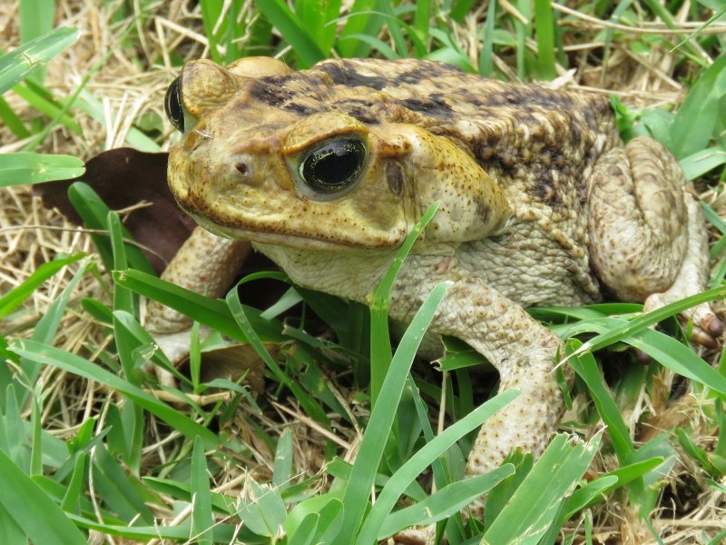 Зеленая жаба Bufo viridis