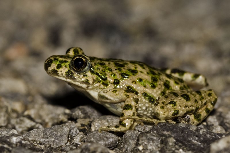 Лягушка-водонос (Pyxicephalus adspersus)