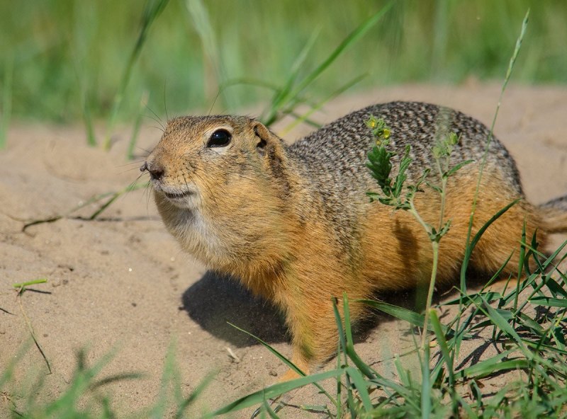 Желтый суслик Spermophilus fulvus