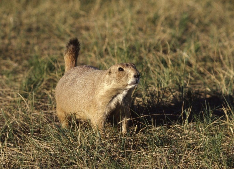 Европейский суслик (Spermophilus citellus)