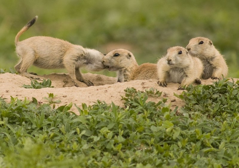 Суслик Краснощекий – Spermophilus erythrogenys