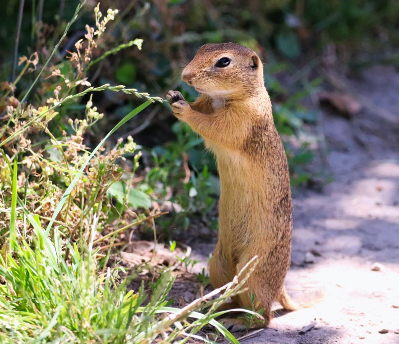 Citellus citellus