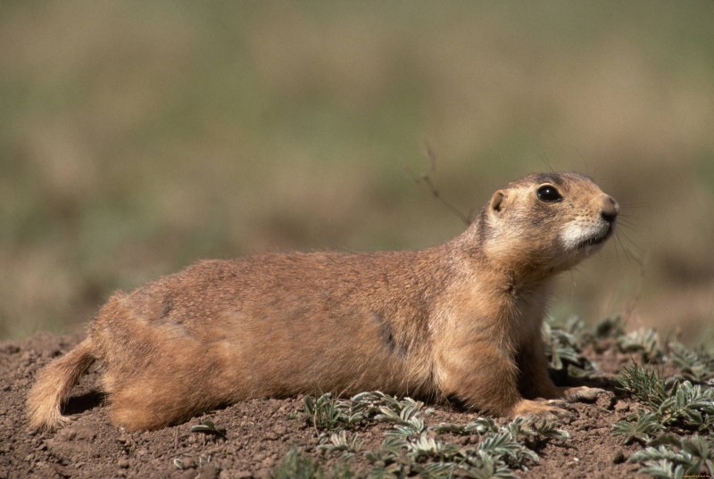 Суслик тонкопалый (Spermophilopsis Leptodactylus)