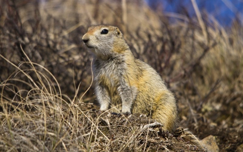Длиннохвостый суслик Spermophilus undulatus