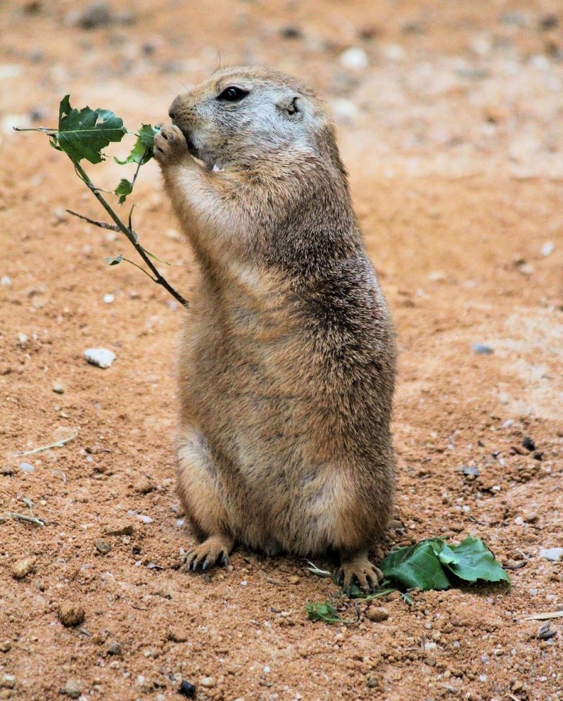Большой суслик (Spermophilus Major)