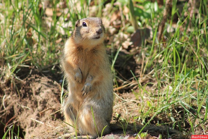 Желтый суслик Spermophilus fulvus