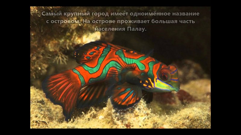 Мандаринка (китайский окунь)