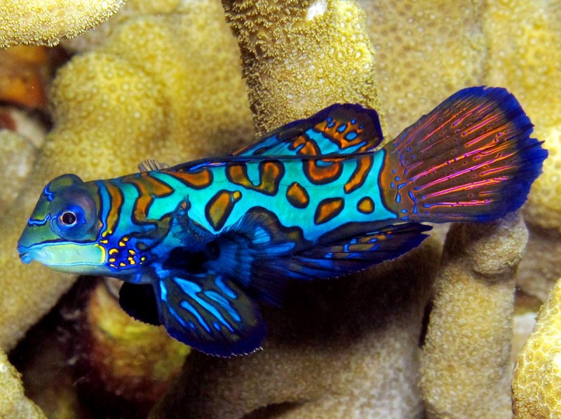 Synchiropus splendidus