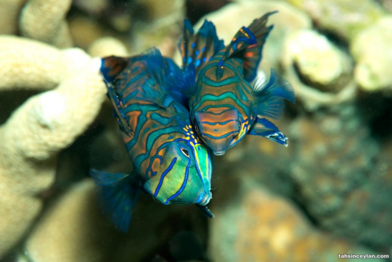 Synchiropus splendidus