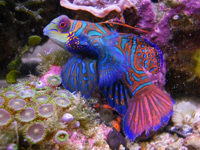 Synchiropus splendidus