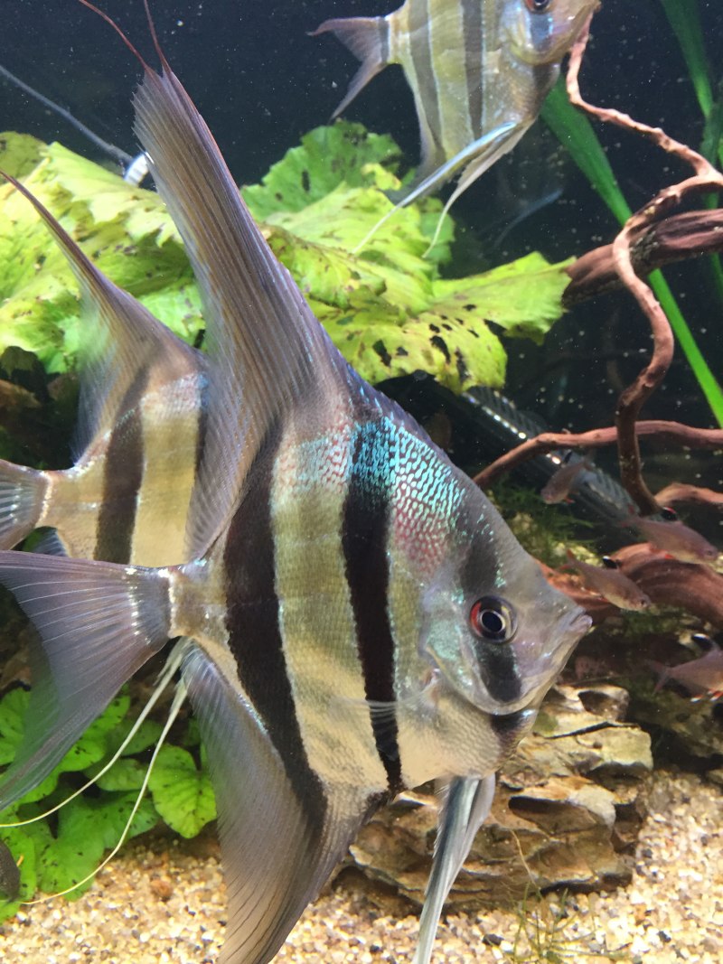 Скалярия обыкновенная Pterophyllum scalare